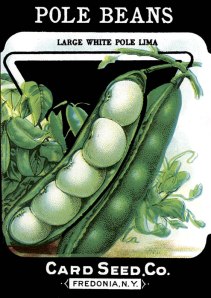 If you plant pole beans, you better plan on getting some poles.