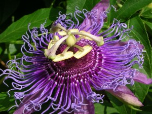 passionflower passionflower