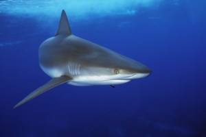 Don't let a sea of incoming take a chunk out of your business.