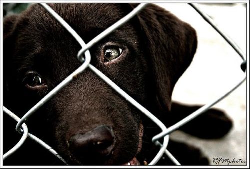 Help shelters find homes for black dogs. A promo idea from TGtbT.com